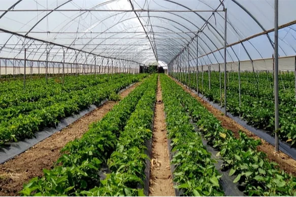 Adana'da 1,2 Milyar Liralık Sera Yatırımı Üretimi Artırıyor