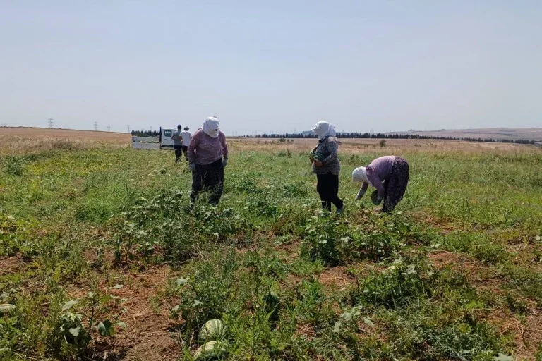 Karpuz Hasadı ile Sürdürülebilir Tarım Uygulamaları Artıyor
