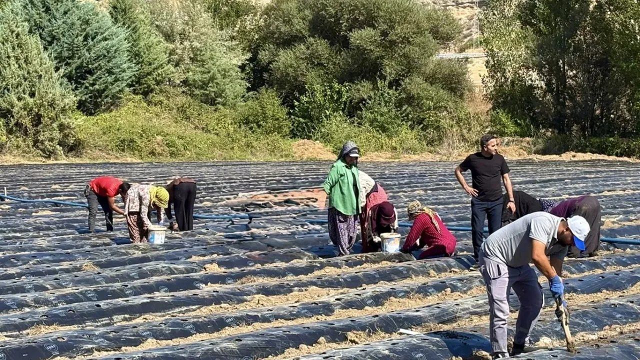 Akçadağ'da tarımsal üretime çilek katkısı