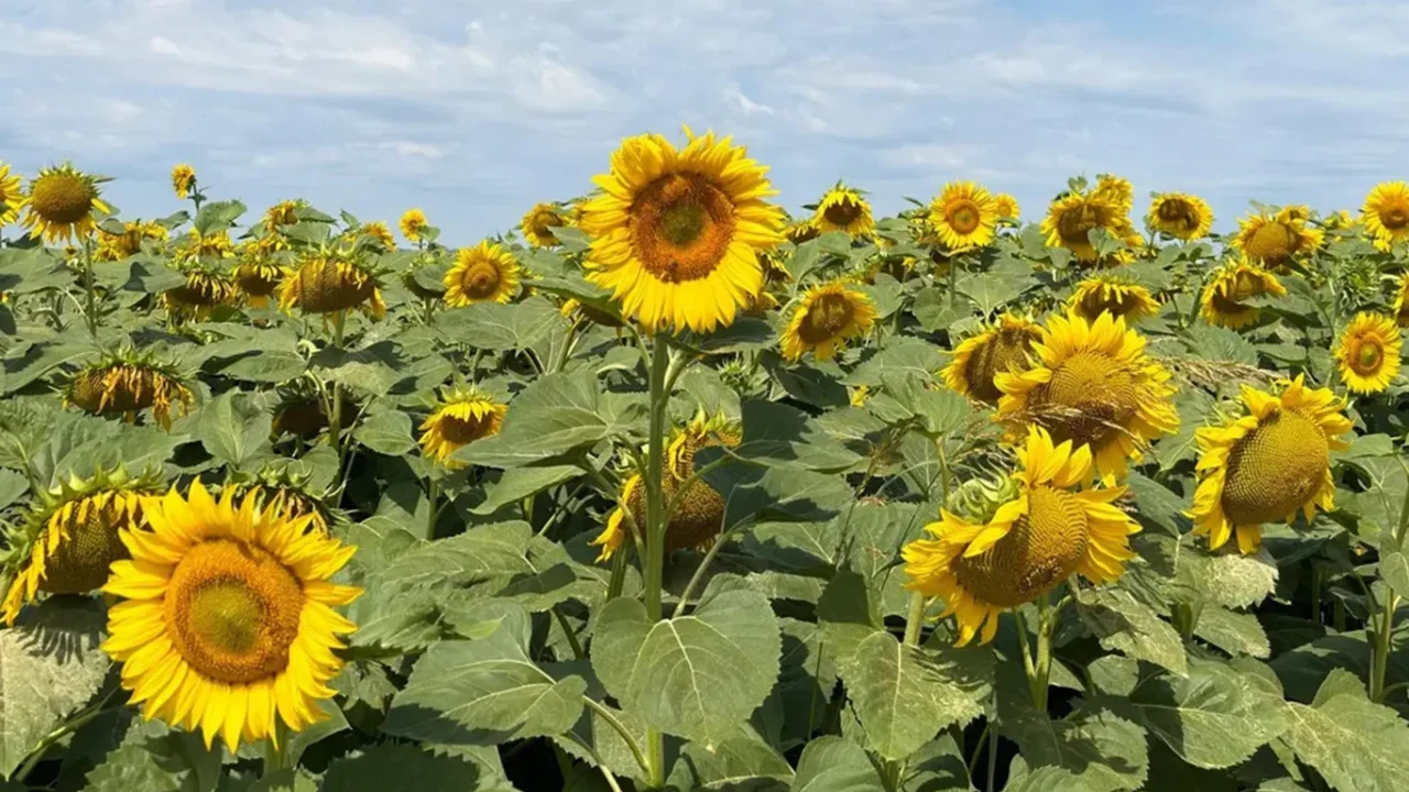 Ayçiçeğinde ön alım fiyatı açıklandı
