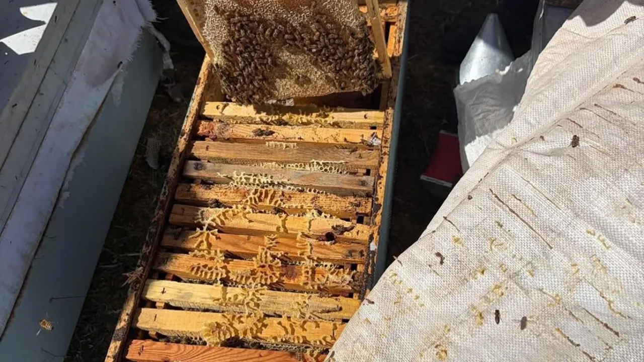 Beytüşşebap Balı Hasat Şenliği Coşkuyla Başlıyor
