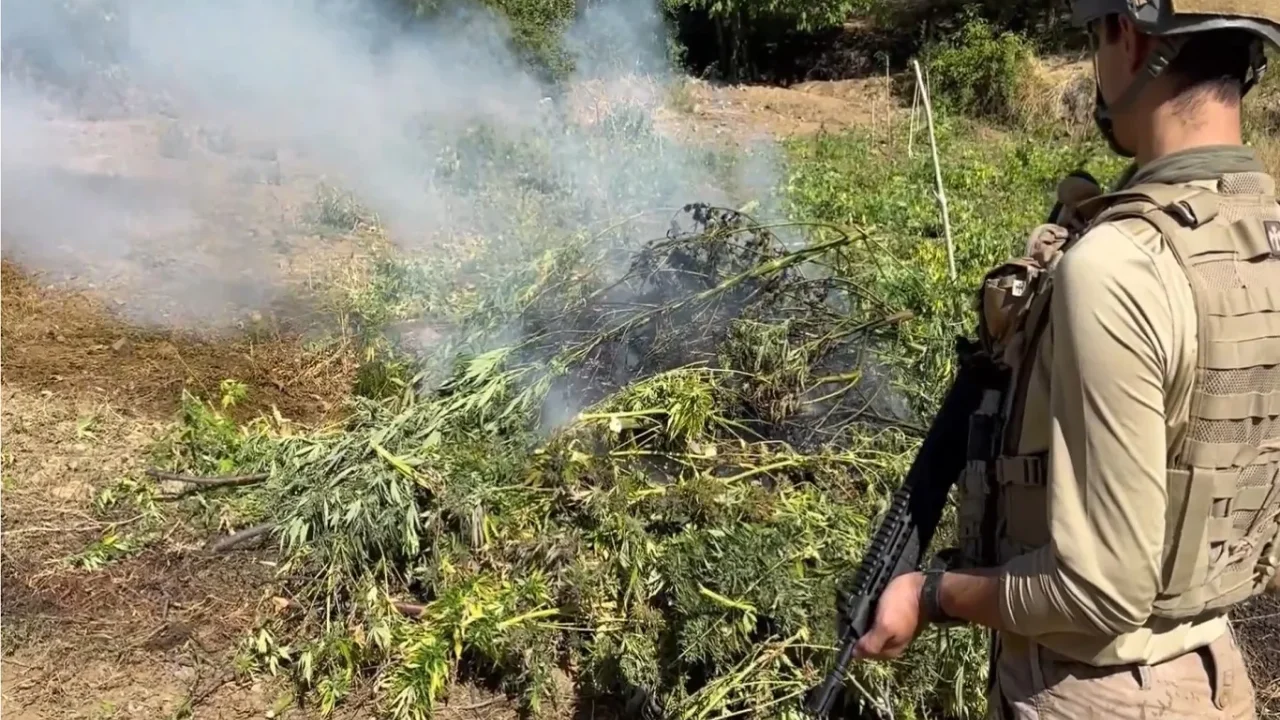 Diyarbakır'da Yasa Dışı Kenevir Operasyonu Tamamlandı