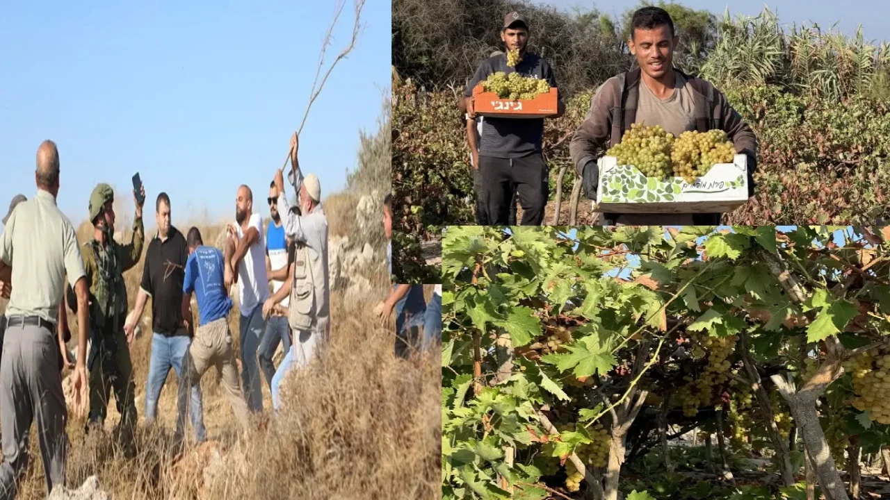 Filistinli çiftçilerin üzüm hasadına el konuldu