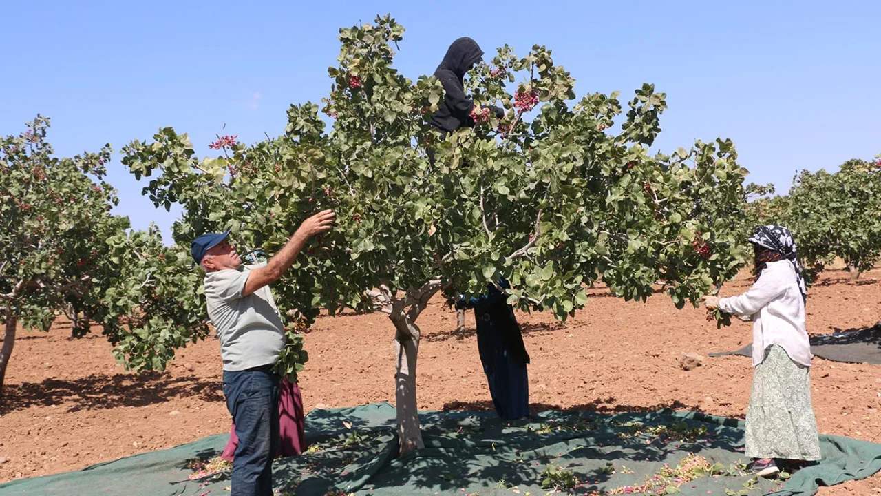 Fıstık hasadı Şanlıurfa'da verimle başladı