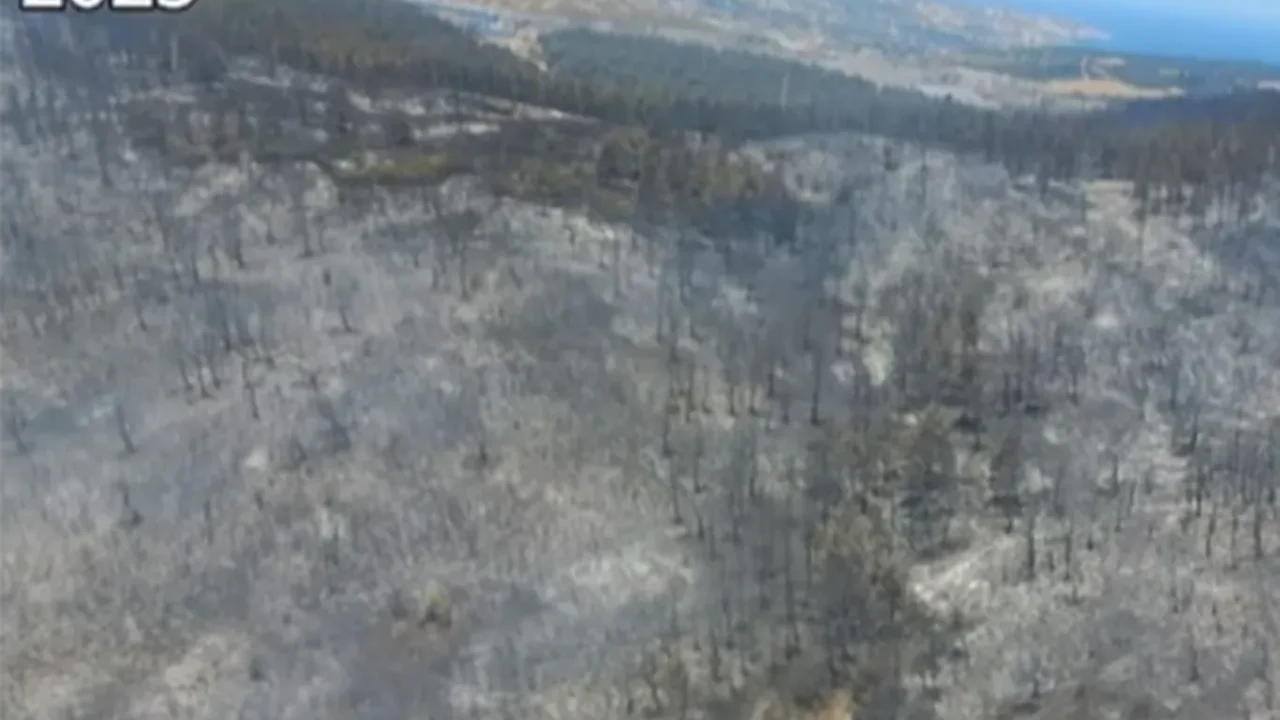 Orman yangını alanları fidanlarla yeniden yeşeriyor