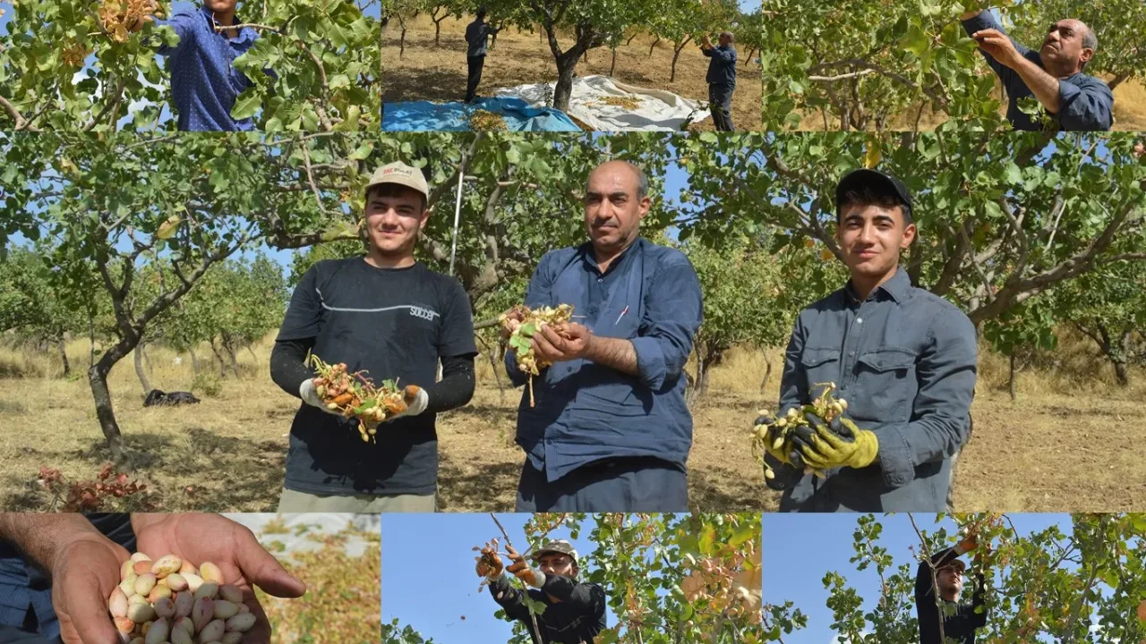 Siirt fıstık hasadı nesilden nesile aktarılıyor