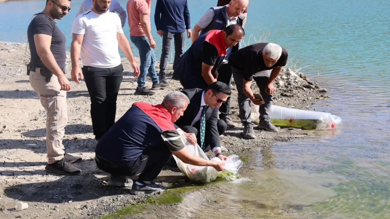 Yavru sazanlar Şırnak barajlarında yaşam buluyor