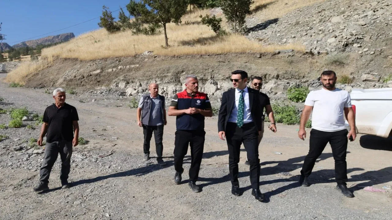 Yavru sazanlar Şırnak barajlarında yaşam buluyor