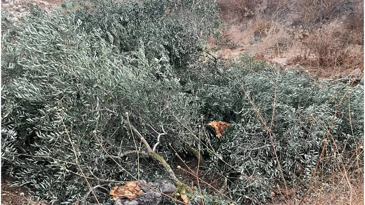 Zeytin ağaçları söküldü: Ramallah'ta tarım alanları.